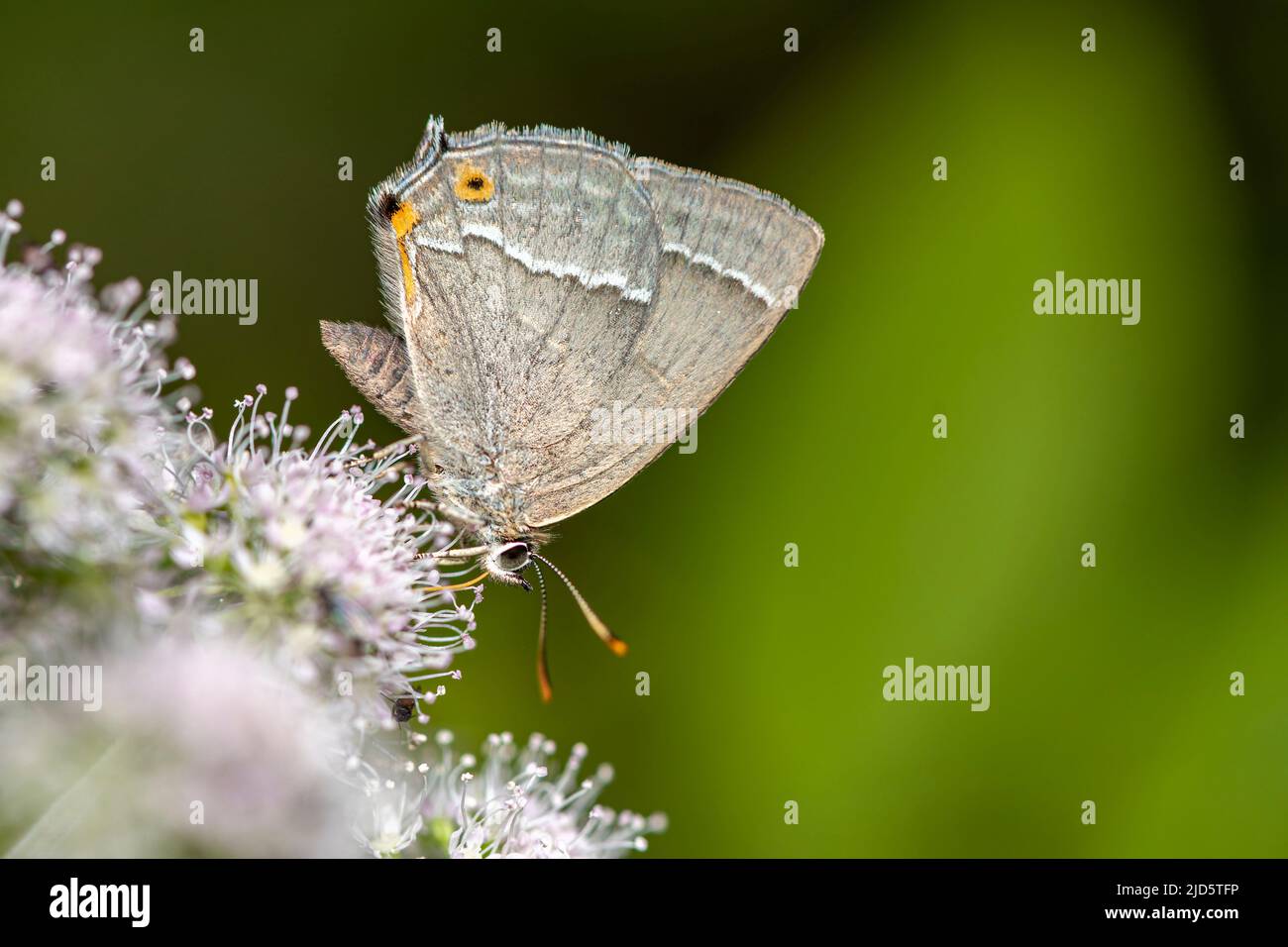 Purple hairstreak Neozephyrus quercus) from Hidra, south-western Norway in August. Stock Photo