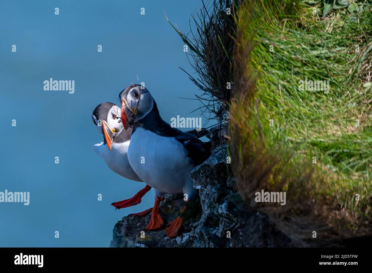 Puffins on cliff ledge, one with nesting twig material in beak, Flamborough Head, East Riding, Yorkshire, UK Stock Photo