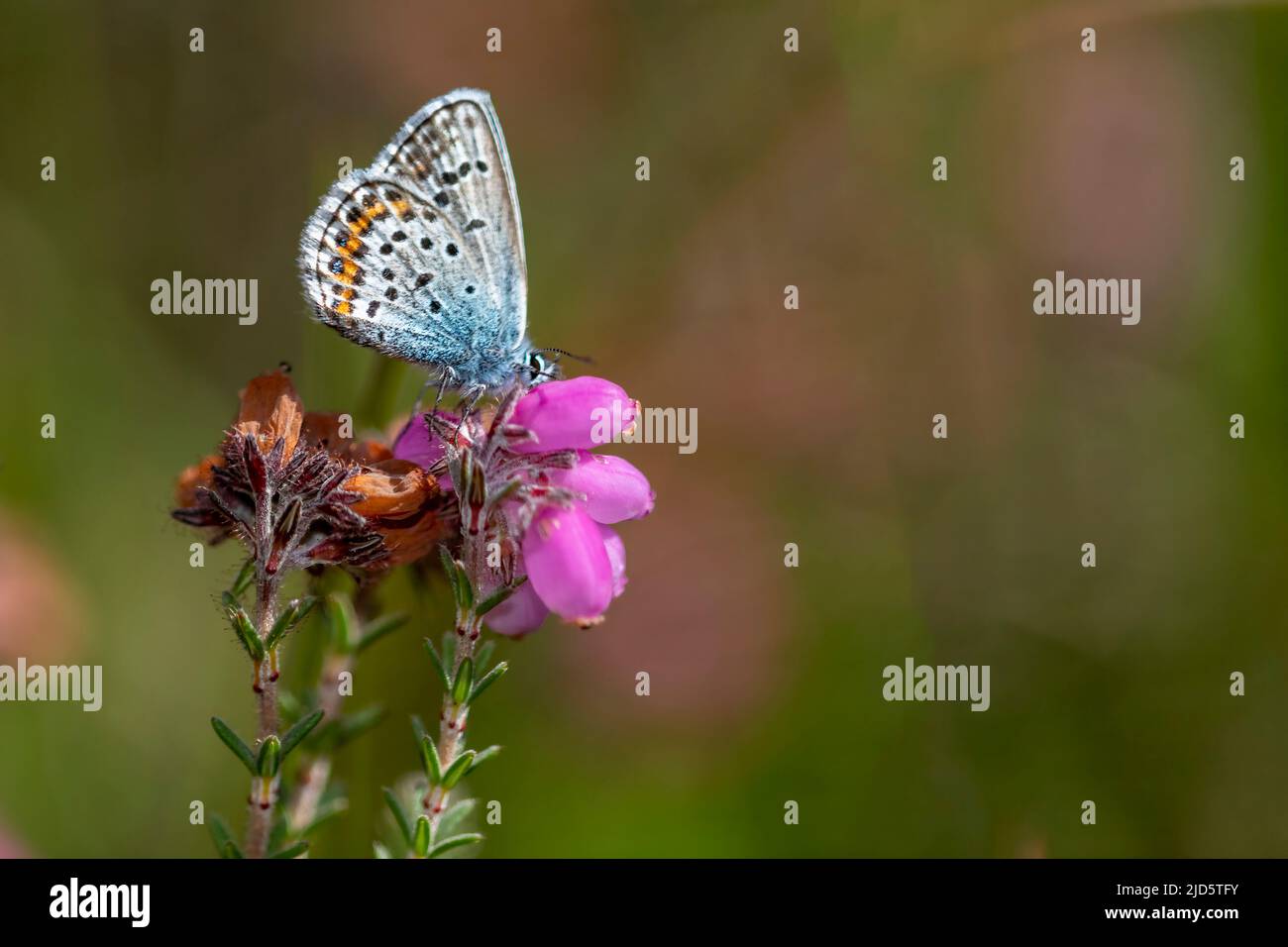 Commun blue (Polyommatus icarus) from Hidra, south-western Norway in August. Stock Photo