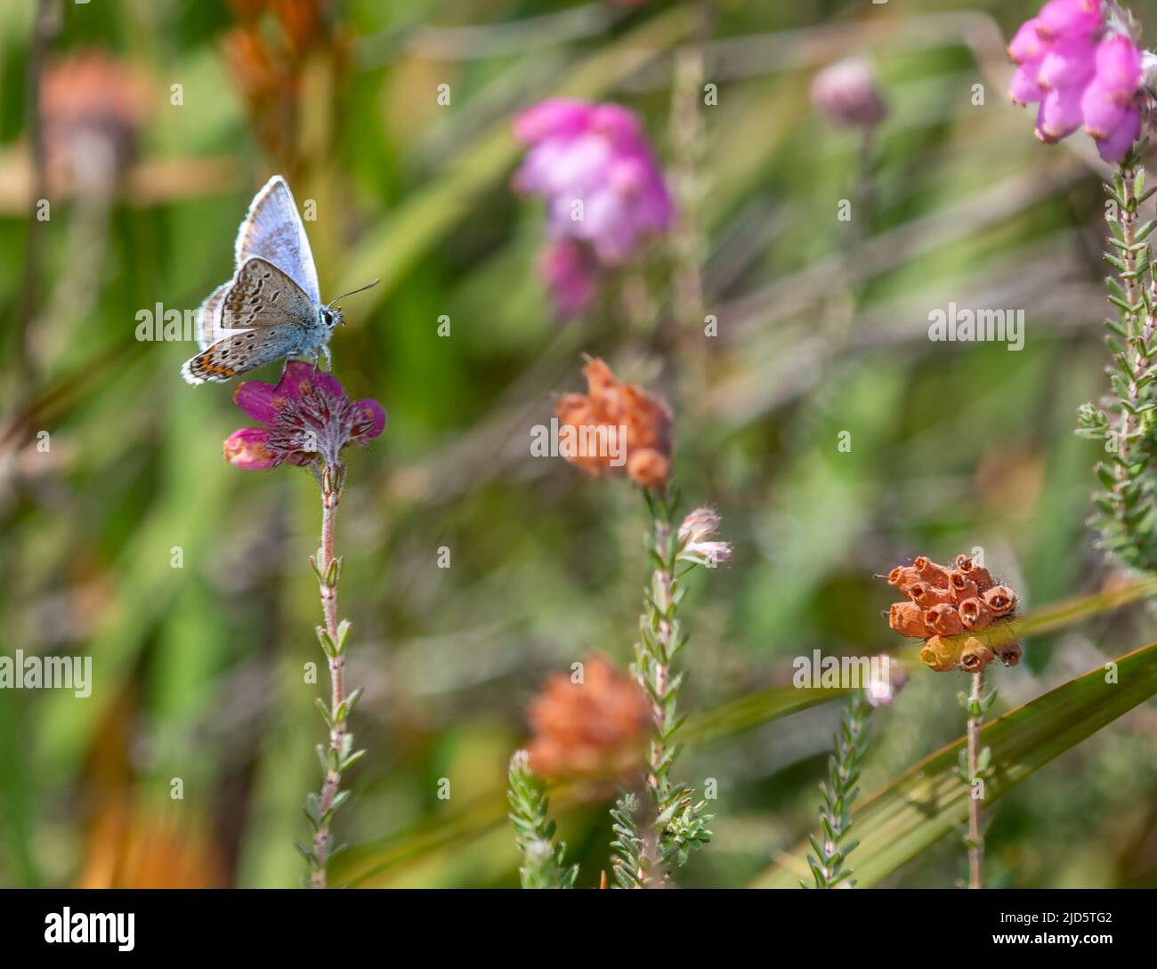 Silver-studded blue (Plebejus argus) on cross-leaved heath (Erica tetralix). Photo from Hidra, south-western Norway in August. Stock Photo
