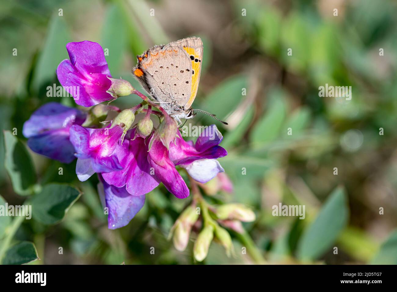 Common copper (Lycaena phlaeas) from Lista, southern Norway. Stock Photo