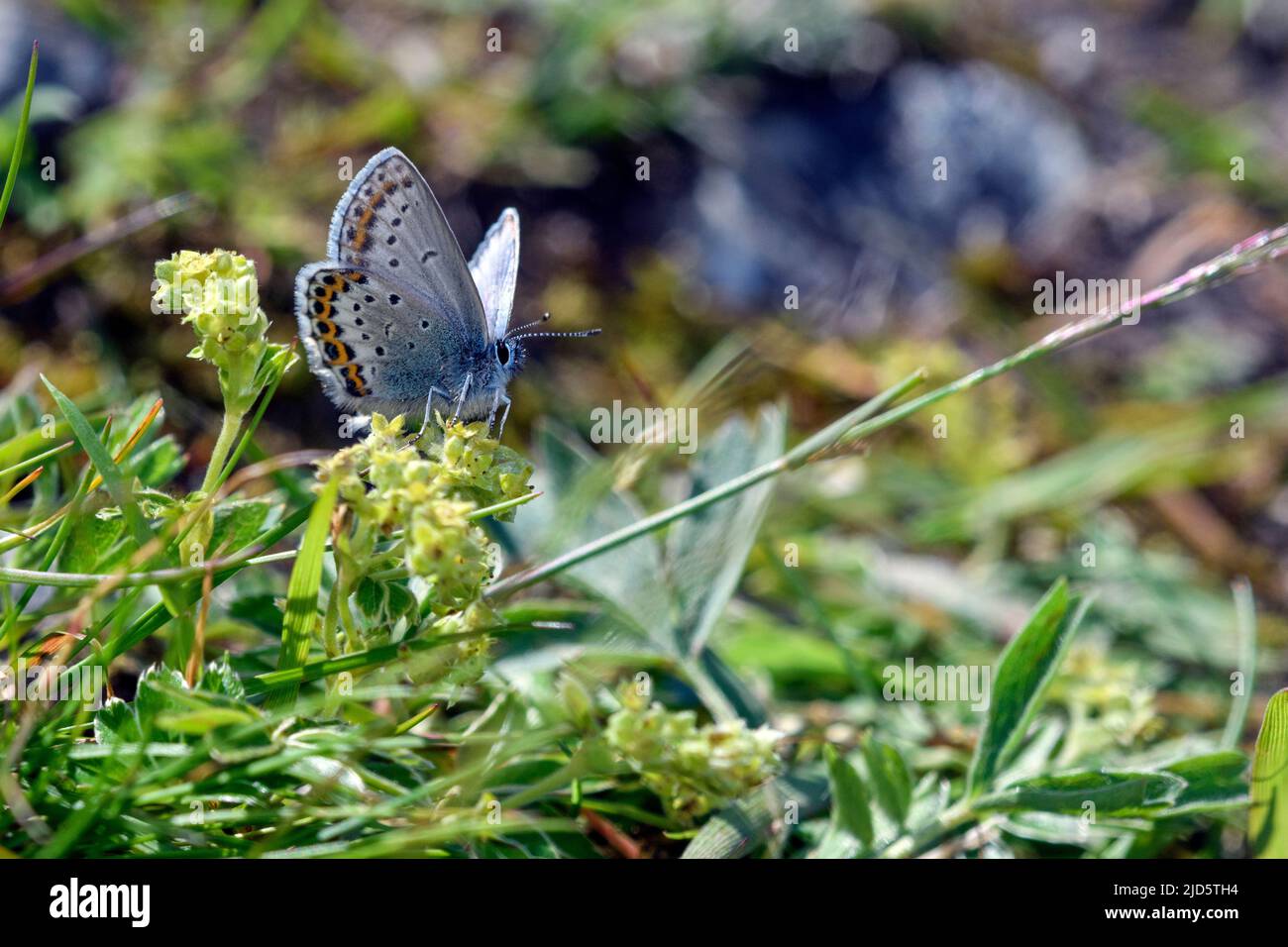 Northern blue (Plebejus idas) from Sognefjellet (1100 m), Jotunheimen, Norway in July. Stock Photo