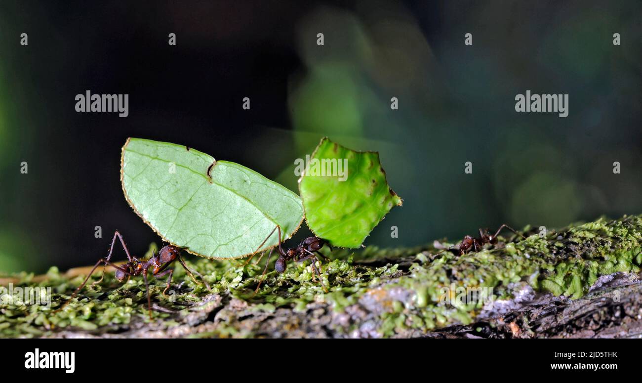 Leafcutter ants (Atta sp.) from the rainforest at laSelva, Ecuador. Stock Photo