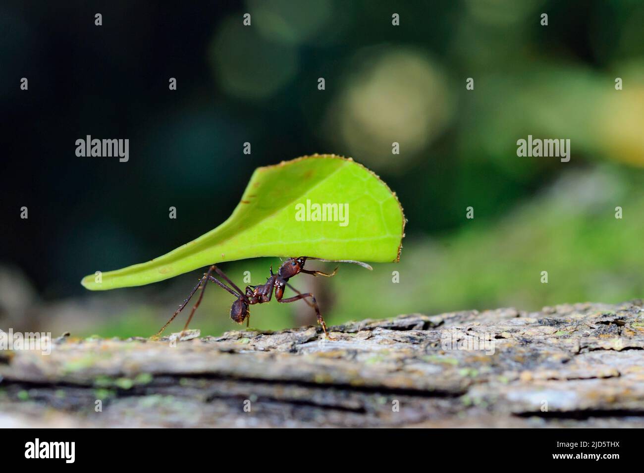 Leafcutter ant (Atta sp.) from the rainforest at laSelva, Ecuador. Stock Photo
