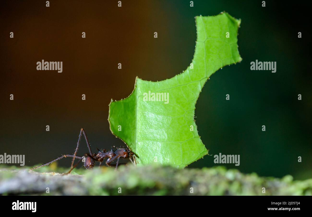Leafcutter ant (Atta sp.) from the rainforest of LaSelva, Ecuador. Stock Photo
