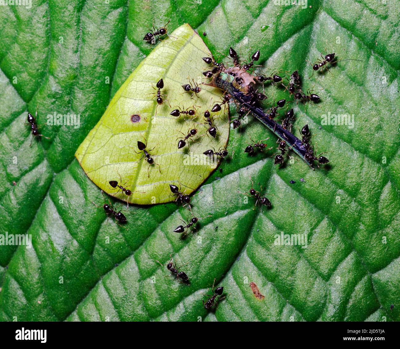 Saint Valentine ants (Chromogaster sp.) have attacked and killed a damselfly in the rainforest at LaSelva, Ecuador. Stock Photo