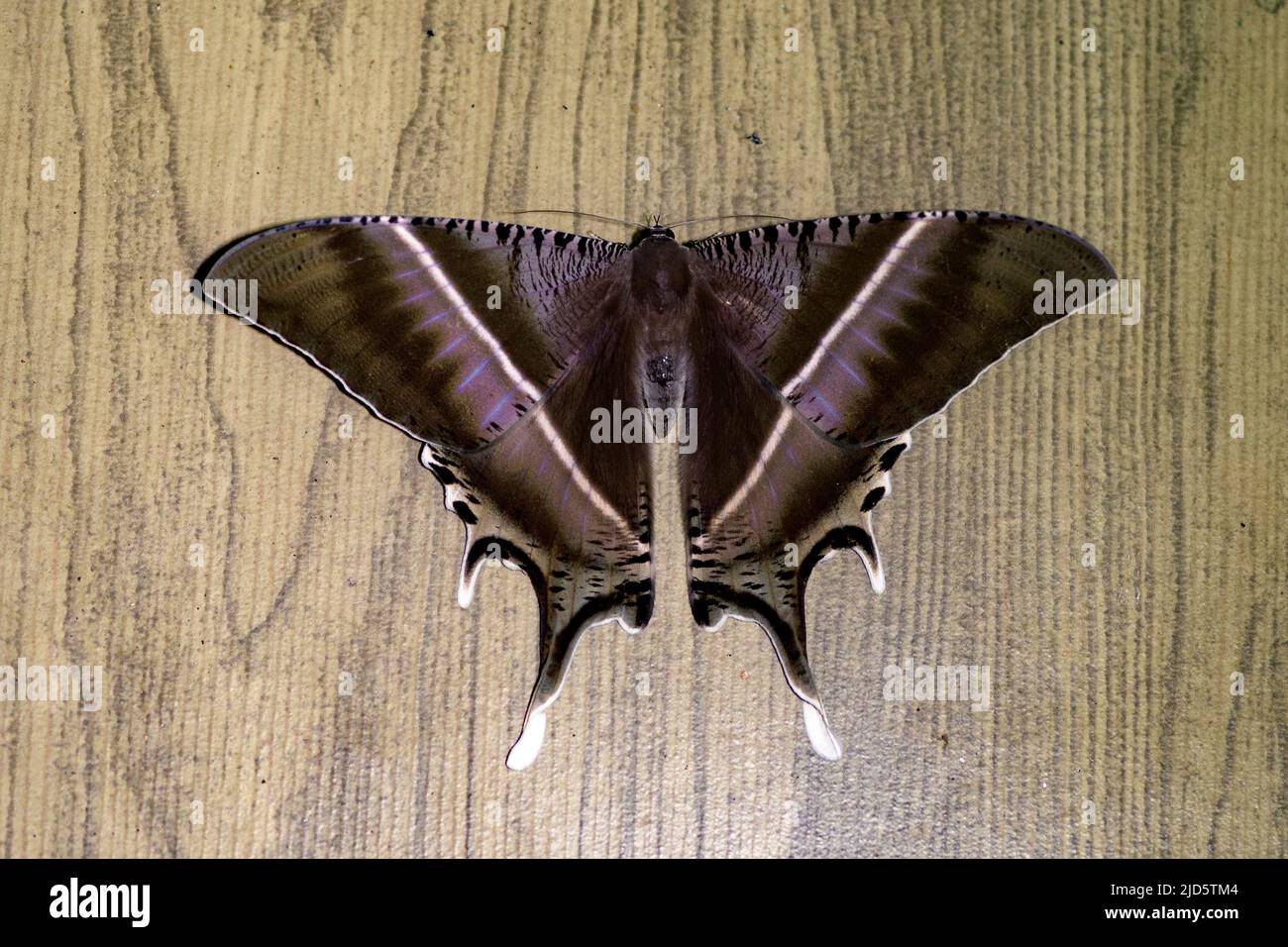 Tropical swallowtail moth (Lyssa zampa) from Deramakot, Sabah, Borneo. Stock Photo
