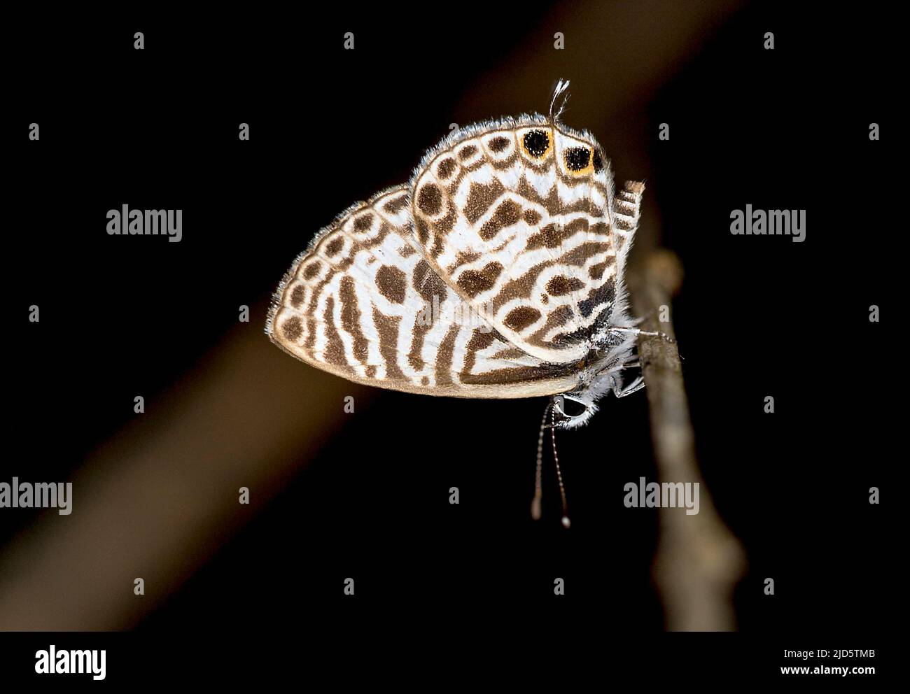 Tailed blue butterfly (Anthene sp.) from Komodo Island, Indonesia. Stock Photo