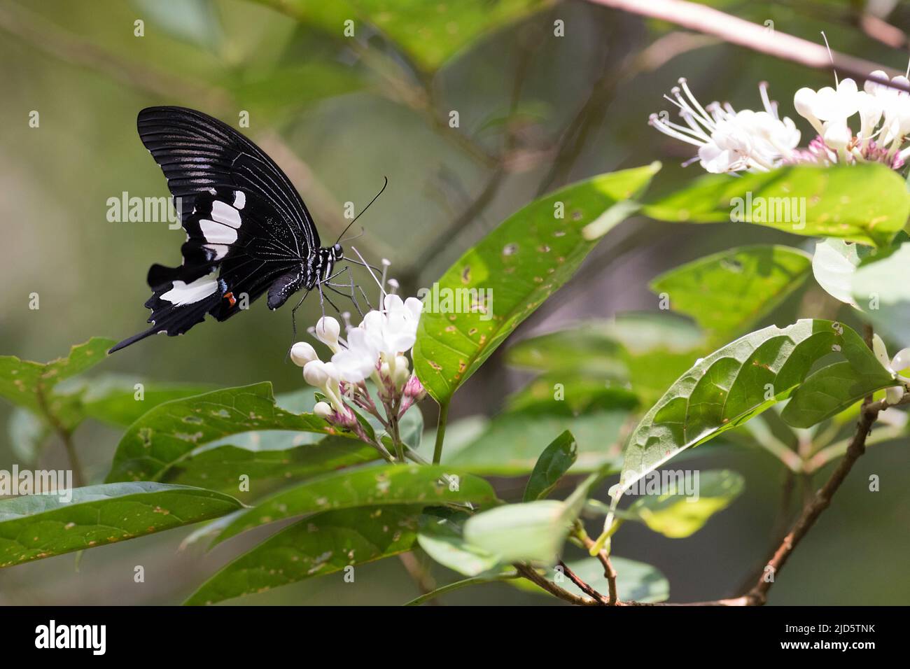 Swallowtail butterfly (Papilio sp.) from Tanjung Puting National Park, Kalimantan, Borneo, Indonesia. Stock Photo