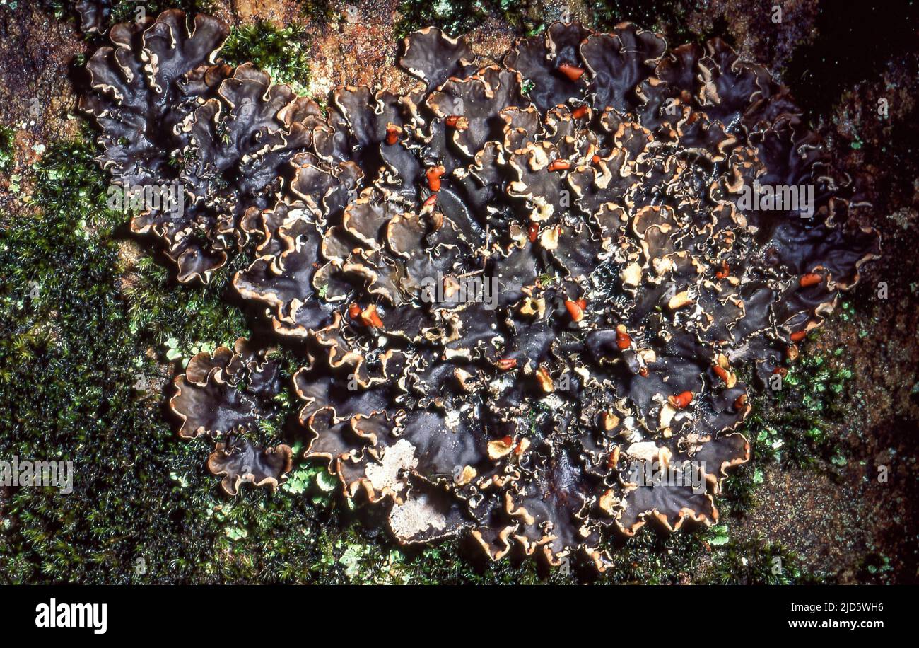 Frog pelt (Peltigera neopolydactyla) from south-western Norway. Stock Photo