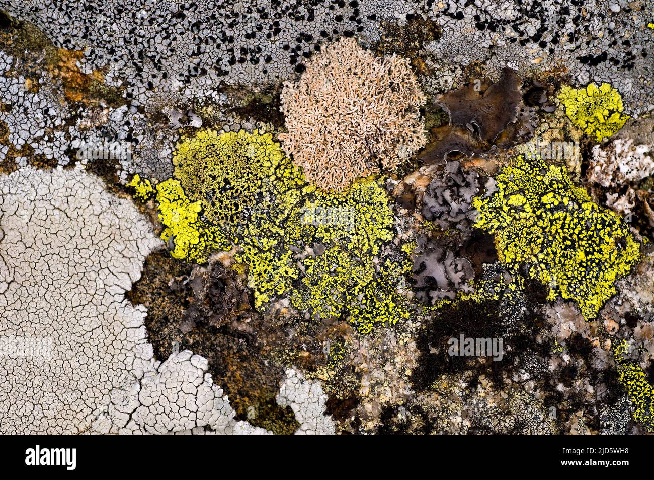 Diversity of lichens on rocks from Knaben, (Agder, south-western Norway).  Porpidia, Umbilicaria and Rhizocarpon are present together with other unide Stock Photo
