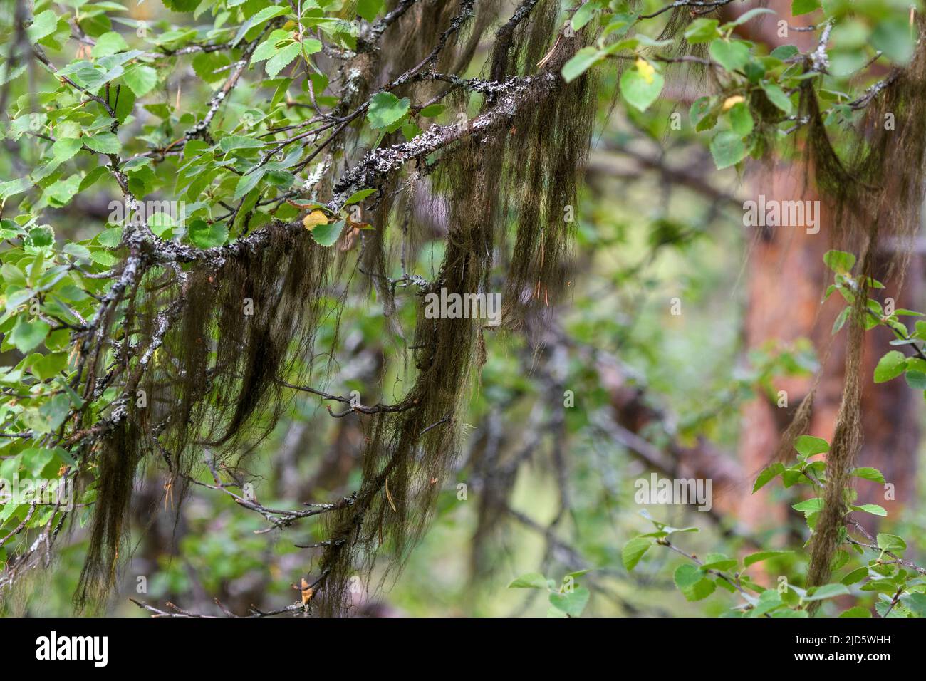 Lichen form the genus Bryoria, (probably B. fuscescens) from Lom (Vestland, Norway). Stock Photo