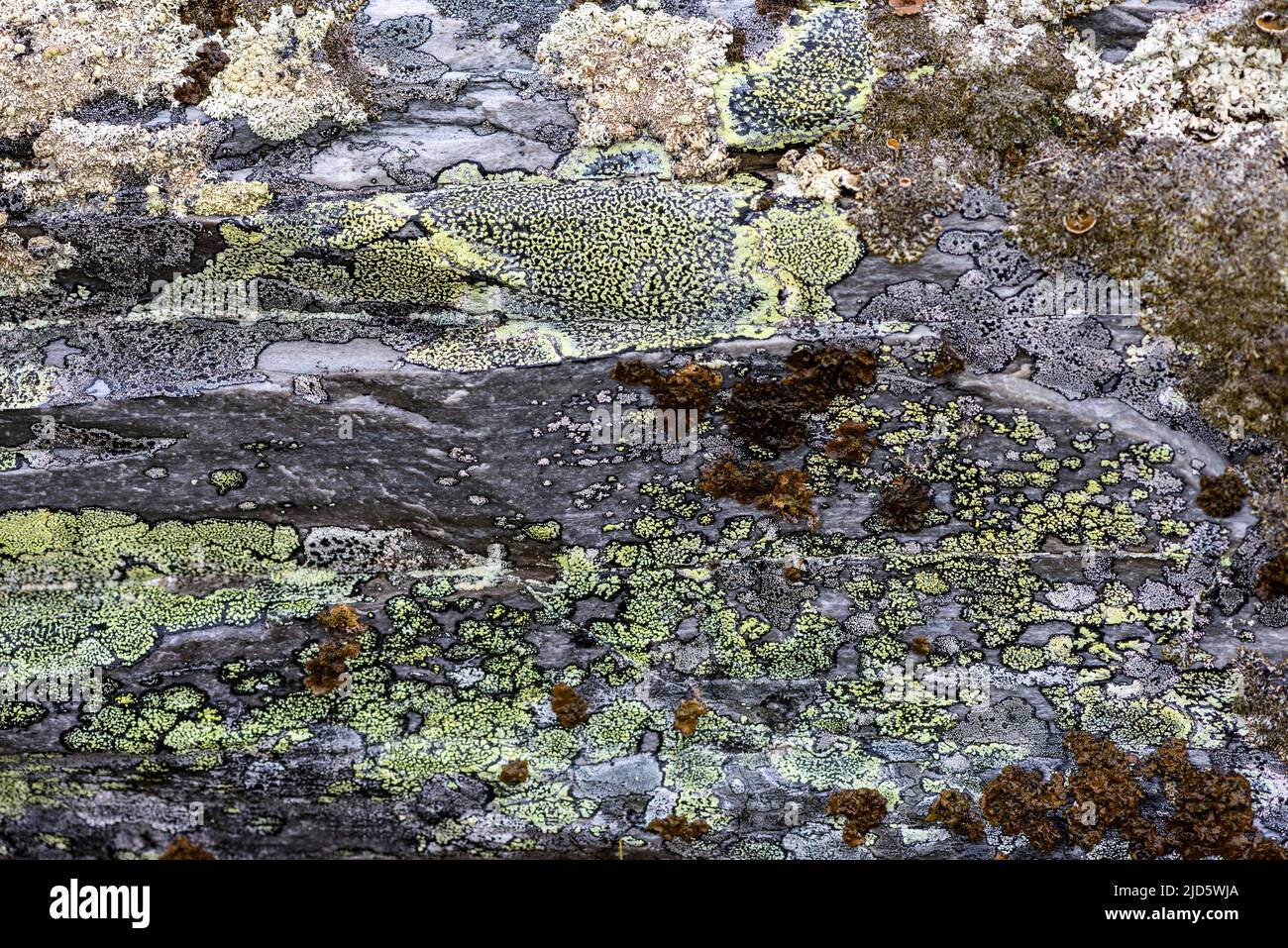 Common map lichen (Rhizocarpon geographicum) and several other species of lichens growoing on rocks at 1000 meters elevation close to Rondane (Innland Stock Photo