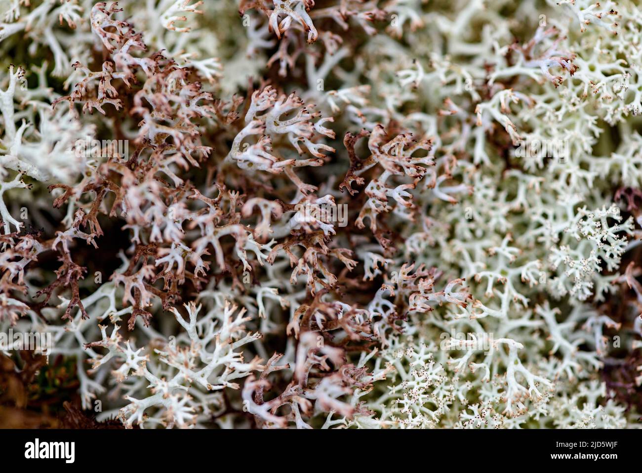 Cup lichen (Cladonia rangifera) from a swamp close to Ronbdana (elevation about 1000 meter), Innlandet, Norway. Stock Photo