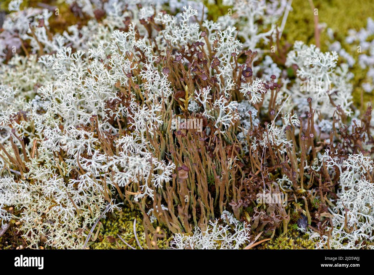 Bighorn cup lichen (Cladonia cornuta) growing together with Shubbe Cup Lichen (Cladonia arbuscula) close to Rondane (Innlandet, Norway). Stock Photo