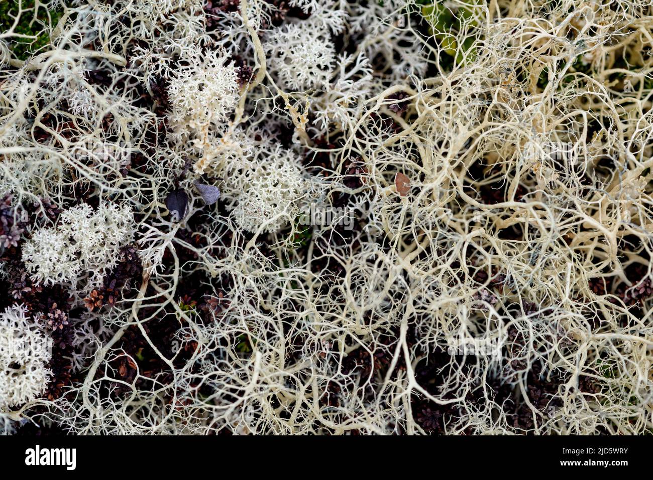 Witch's-hair Lichen (Alectoria ochroleuca) growing together with Star-tipped cup lichen (Cladonia stellaris). Photo from Hjerkinn (Dovre, Innlandet), Stock Photo