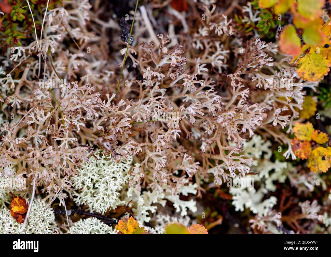 Cup lichen (Cladonia rangifera) from Hjerkinn (Dovre, Innlandet), Norway. Stock Photo