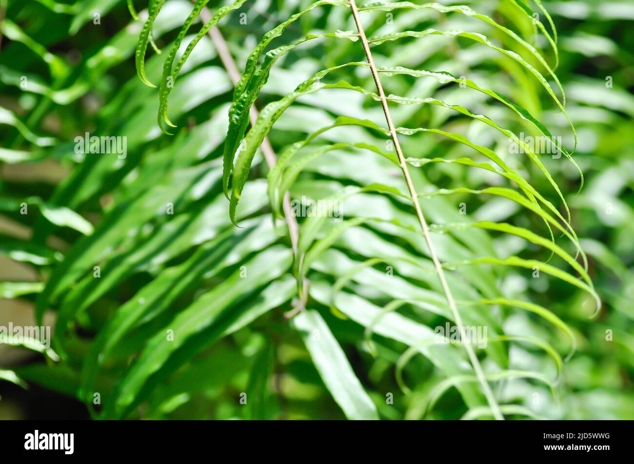 fern or lomariopsidaceae, Nephrolepidaceae or Nephrolepis or Nephrolepis sp or  Nephrolepis sp cultivar plant Stock Photo