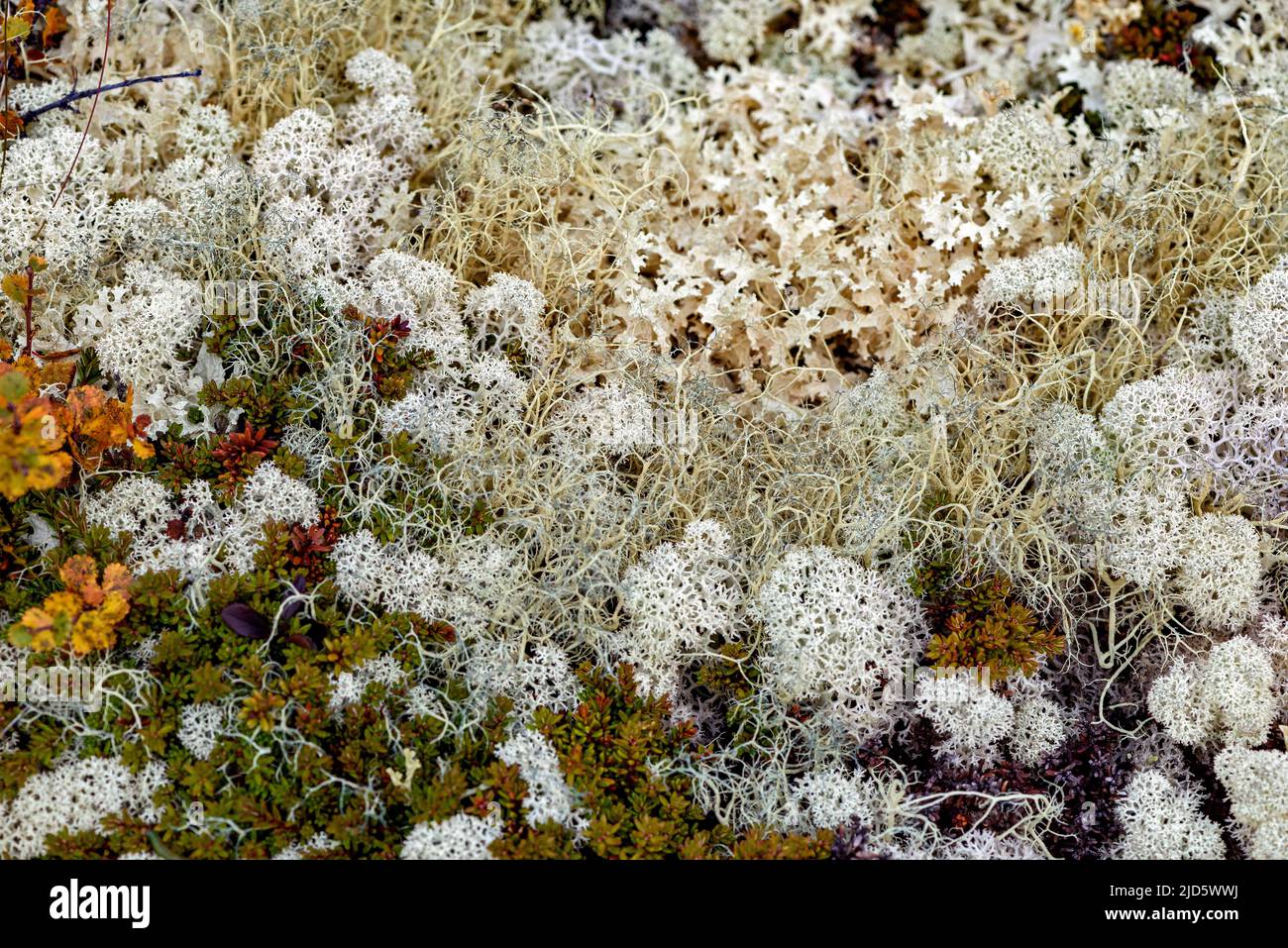 Star-tipped cup lichen (Cladonia stellaris), Witch's-hair Lichen (Alectoria ochroleuca) and Crinkled snow lichen (Flavocetraria nivalis) growing toget Stock Photo