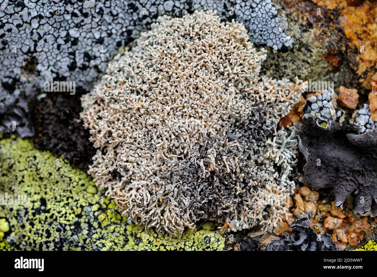 Pertusaria sp, possibly P. corallina.. Photo from Knaben (Agder, Norway) at about 900 meters elevation. Stock Photo