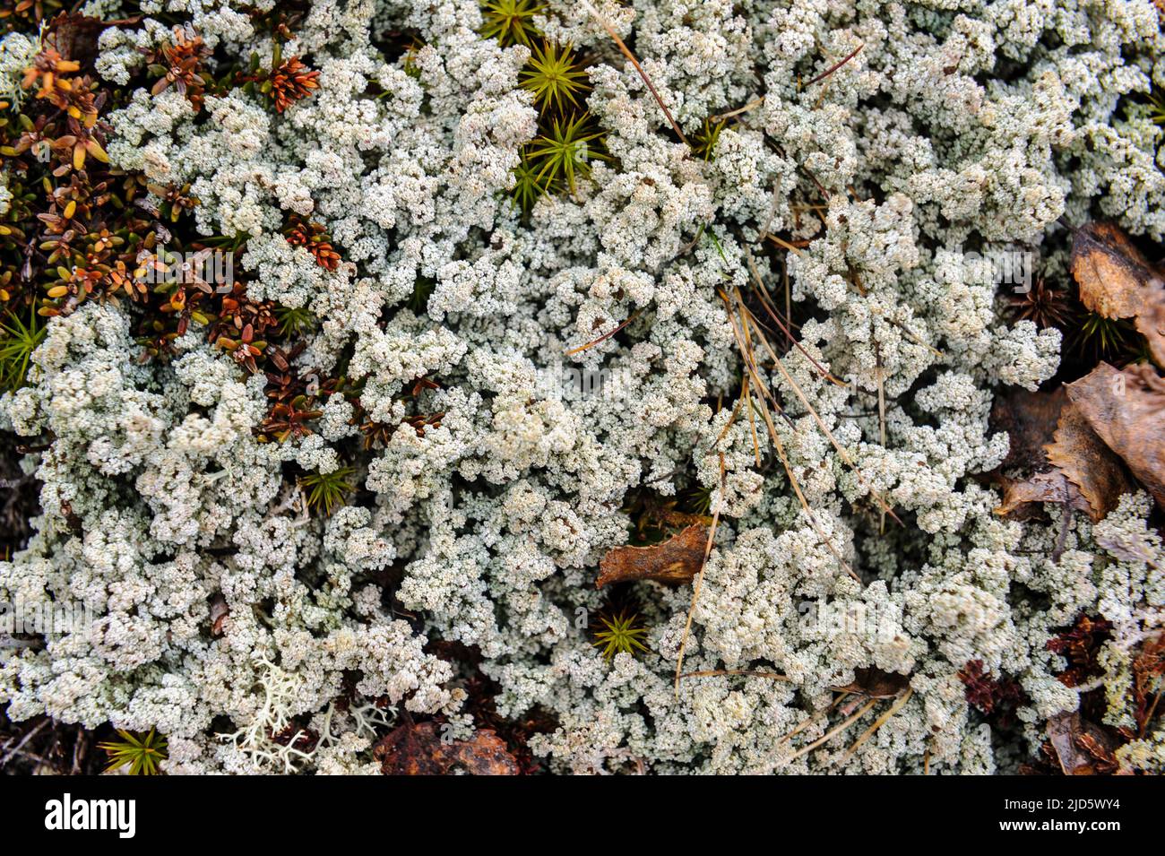 Stereocaulon sp. (possibly Finger-scale Foam Lichen, S. dactylophyllum) from Dovrefjell, Norway. Stock Photo