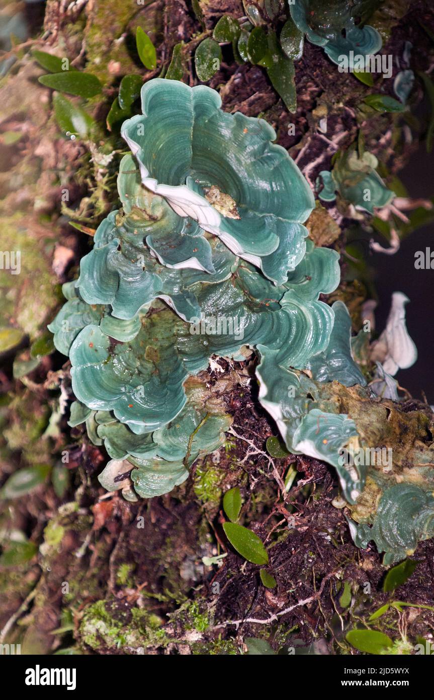 Dictyonema glabratum, a cyanolichen that contain symbiotic cyanobacteria instead of green algae like most lichens do. Photo from LaSelva rainforest, E Stock Photo