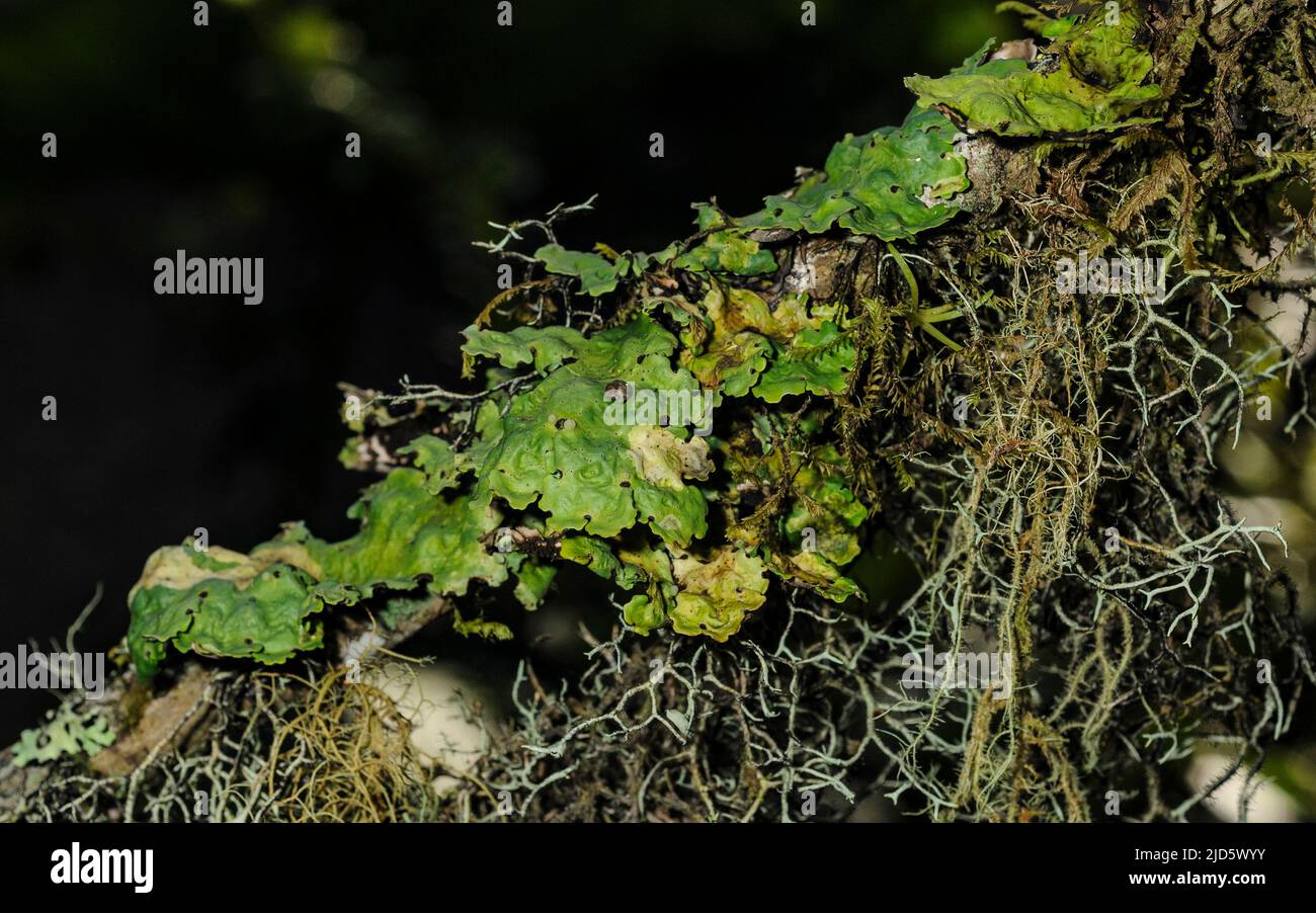 Unidentified lichens from Bellavista Cloud Forest, Ecuador. Stock Photo