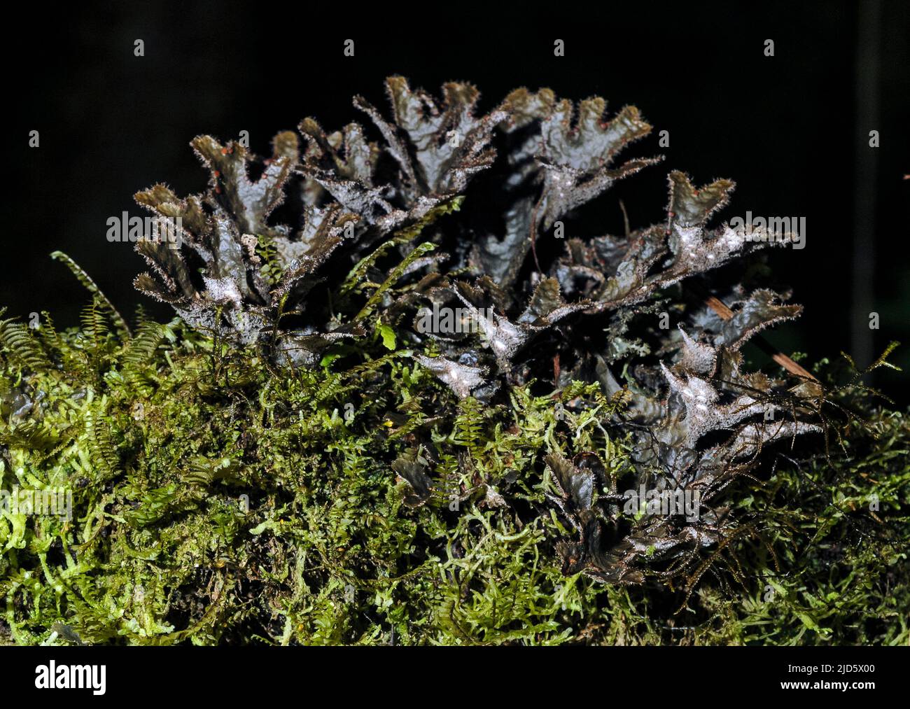 Unidentified lichen from Bellavista Cloud Forest, Ecuador. Stock Photo