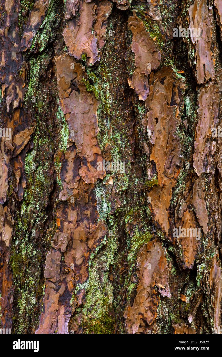 Mature bark on pitch pine covered with various lichens and moss in Pennsylvania's Pocono Mountains Stock Photo