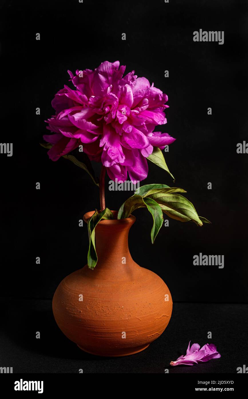 Beautiful peony in a clay vase on a black background. Stock Photo