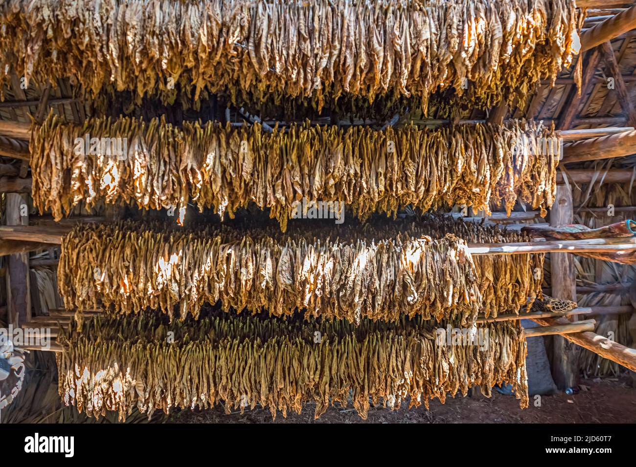 Harvested  tobacco hanging in a barn to dry in Viñales, Cuba Stock Photo