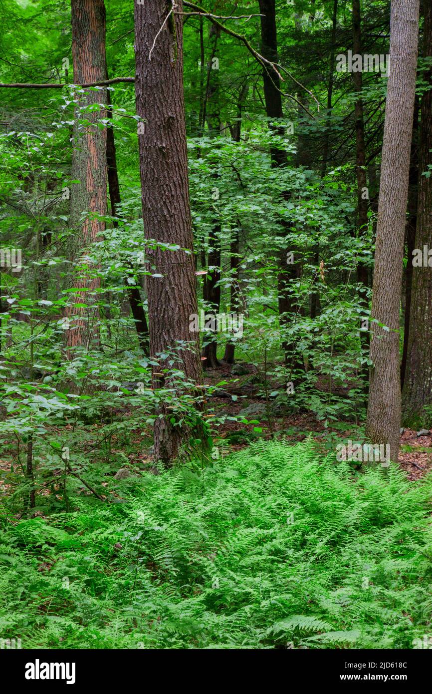A mature northern hardwood forest with eastern hemlock at Promised Land State Park in Pennsylvania's Pocono Mountains Stock Photo