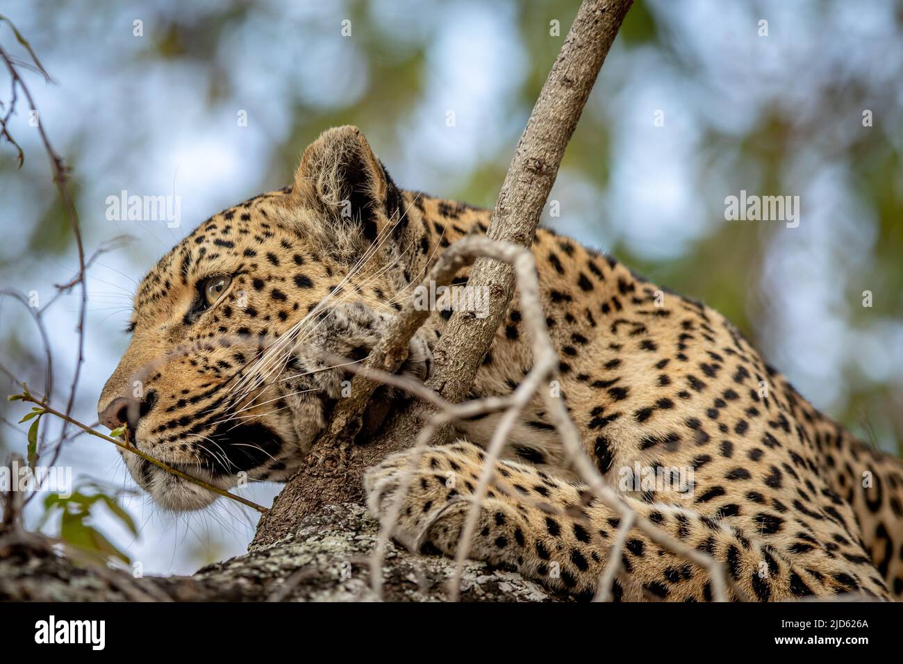 Close up of a Leopard in a tree in the Kruger National Park, South ...