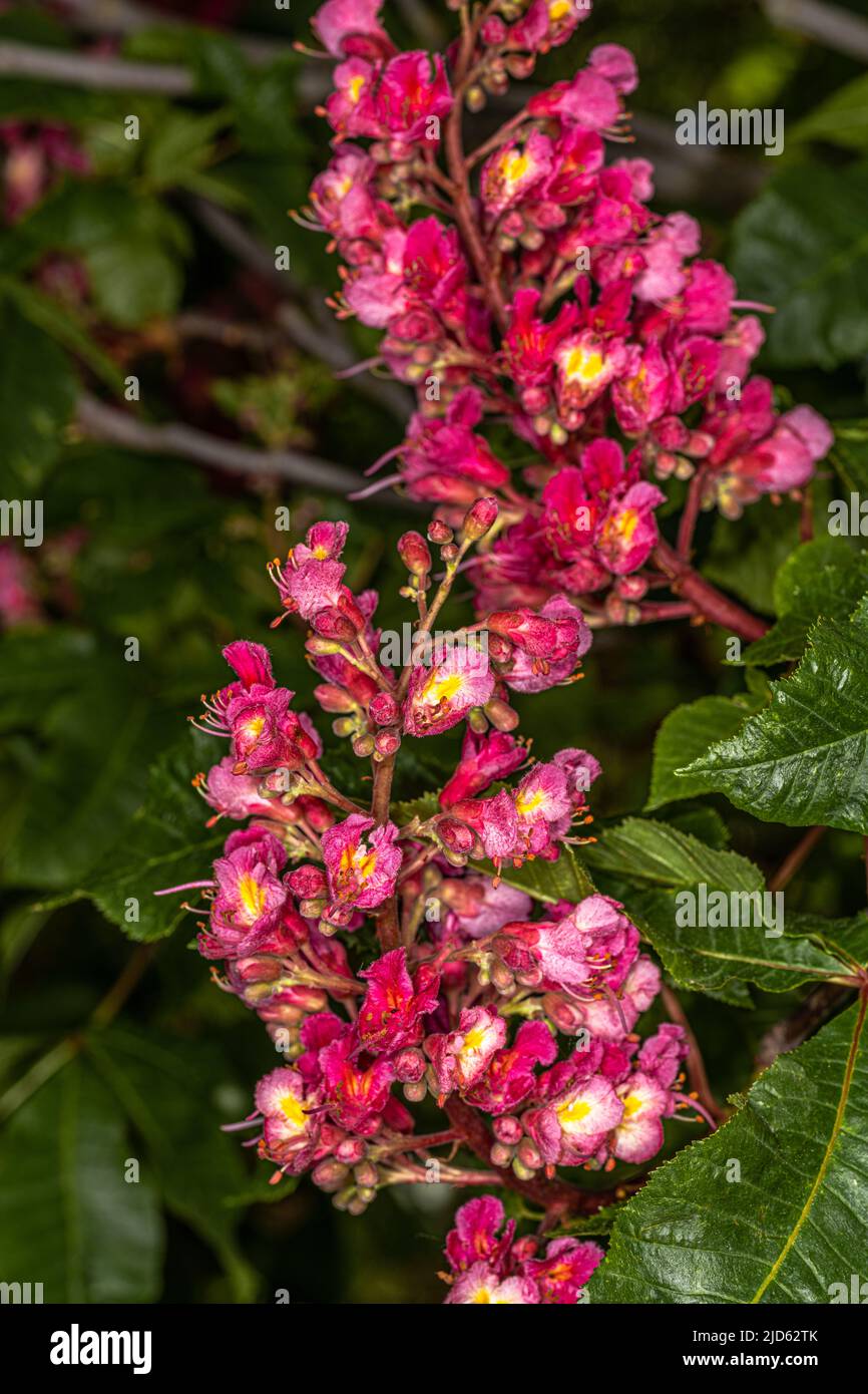 Red Chestnut Flowers (Aesculus spec.) in Spring Stock Photo