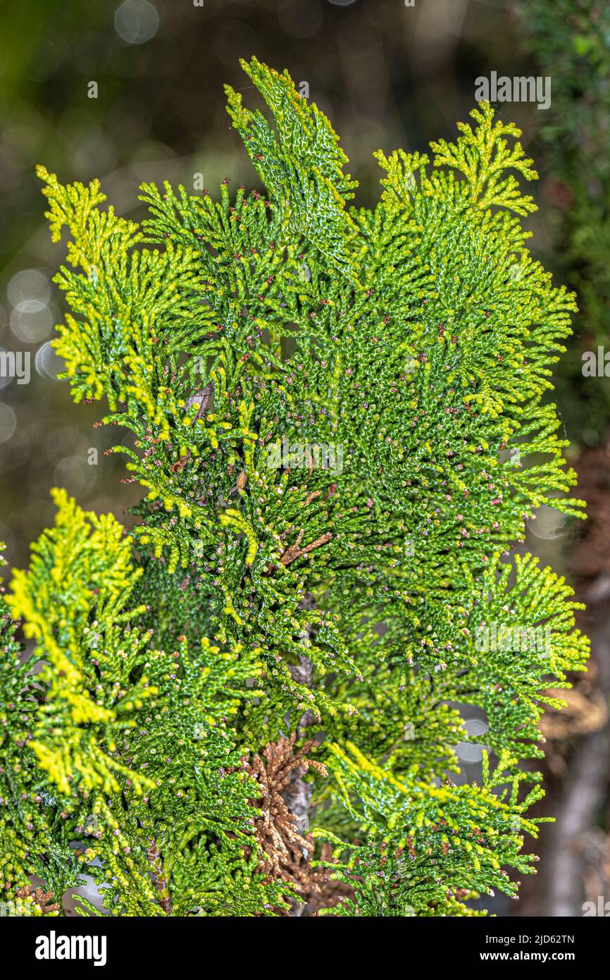 Leaves of Hinoki Cypress (Chamaecyparis obtusa ‘Nana Gracilis’) Stock Photo