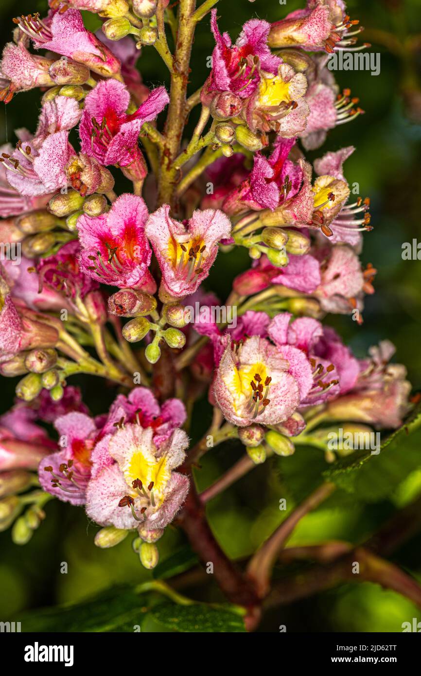 Chestnut Flowers (Aesculus x Carnea ‘Briotii’) Stock Photo