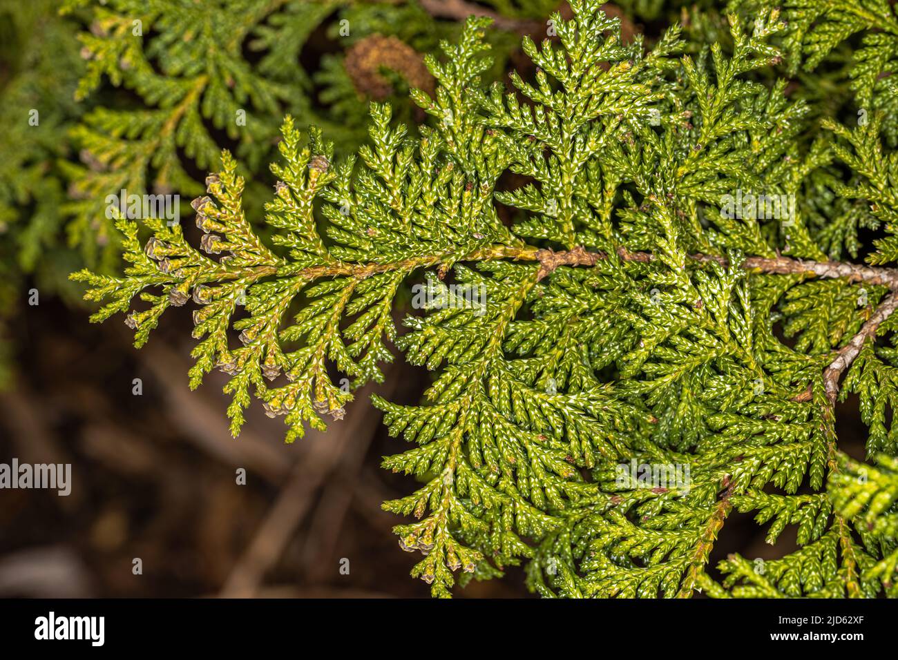 Sawara Cypress (Chamaecyparis pisifera ‘Golden Pincushion’) Stock Photo