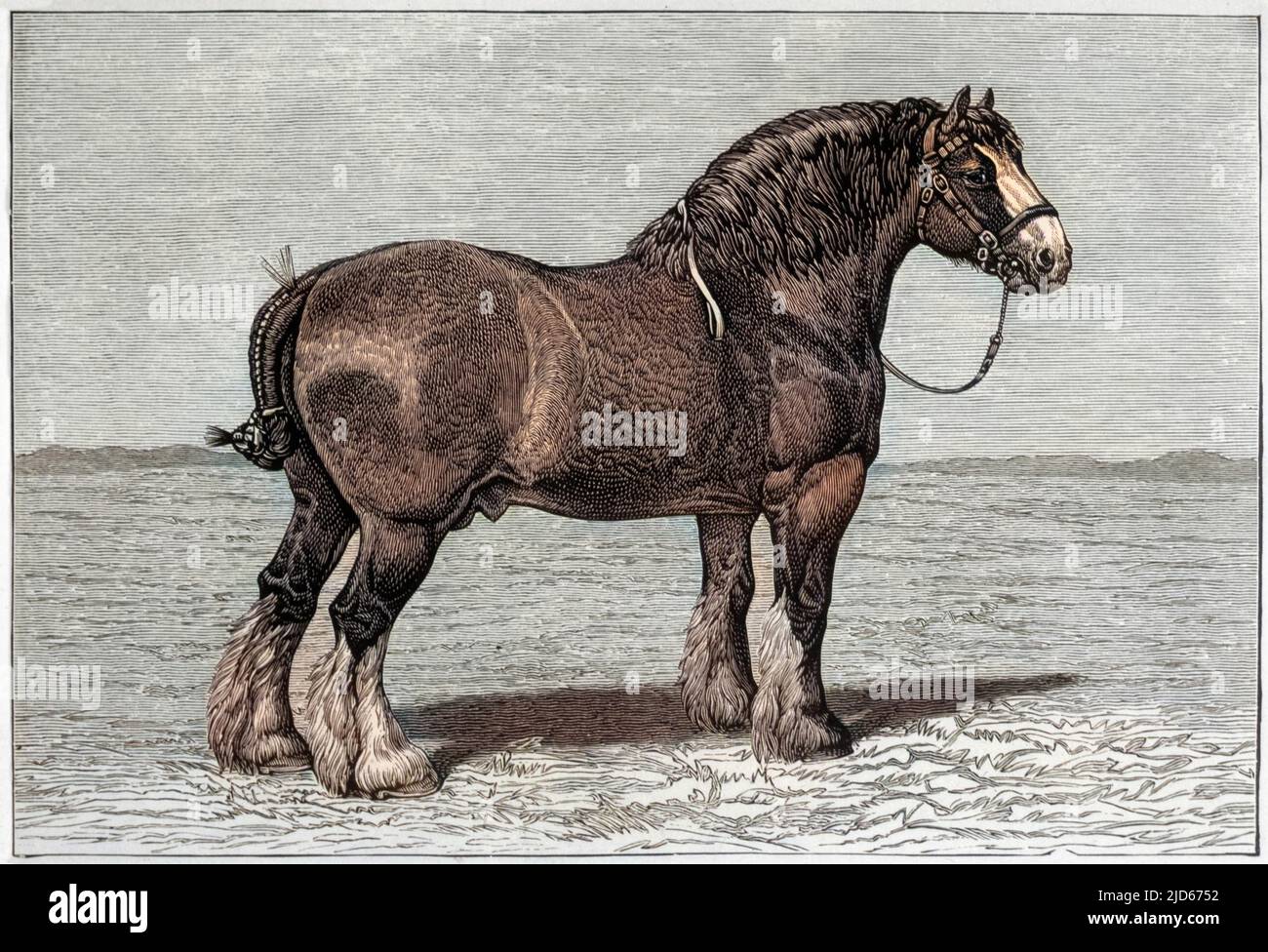 SHIRE HORSE 'Honest Tom' bred by Mr Welcher of Watton, Norfolk Colourised version of : 10013862       Date: 1865 Stock Photo