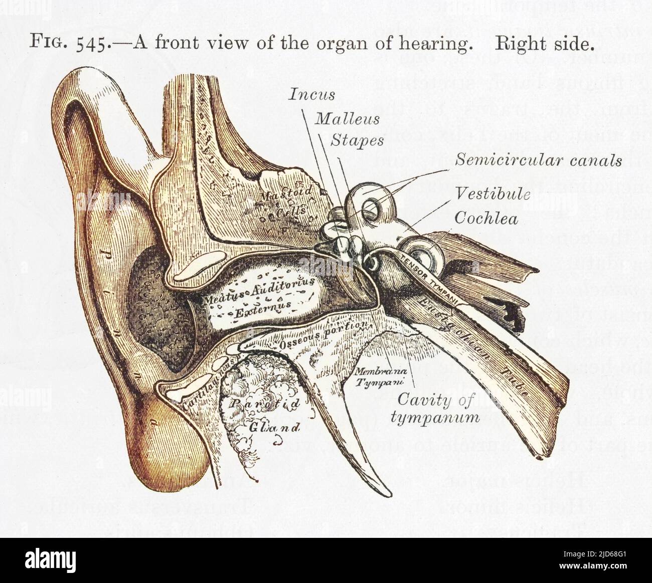 EAR Diagram of the front view of the ear Colourised version of : 10101738       Date: 1897 Stock Photo