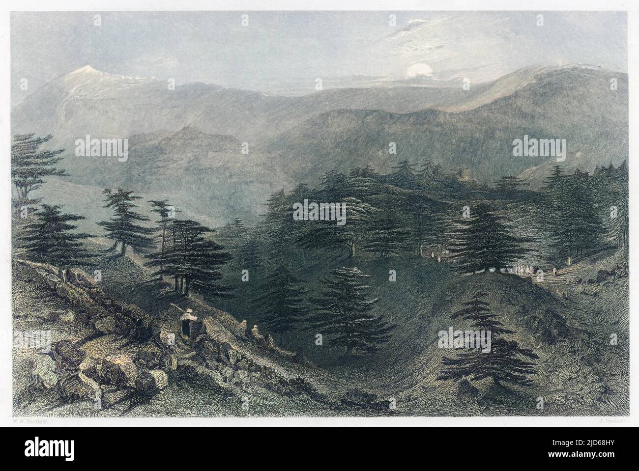 Mount Lebanon: the famous cedars Colourised version of : 10113470       Date: circa 1845 Stock Photo