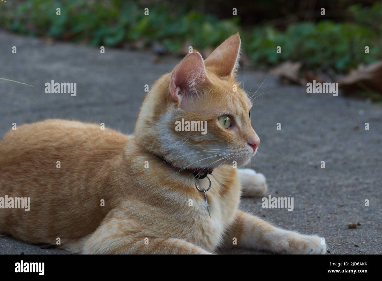 Orange Cat laying on Sidewalk Stock Photo