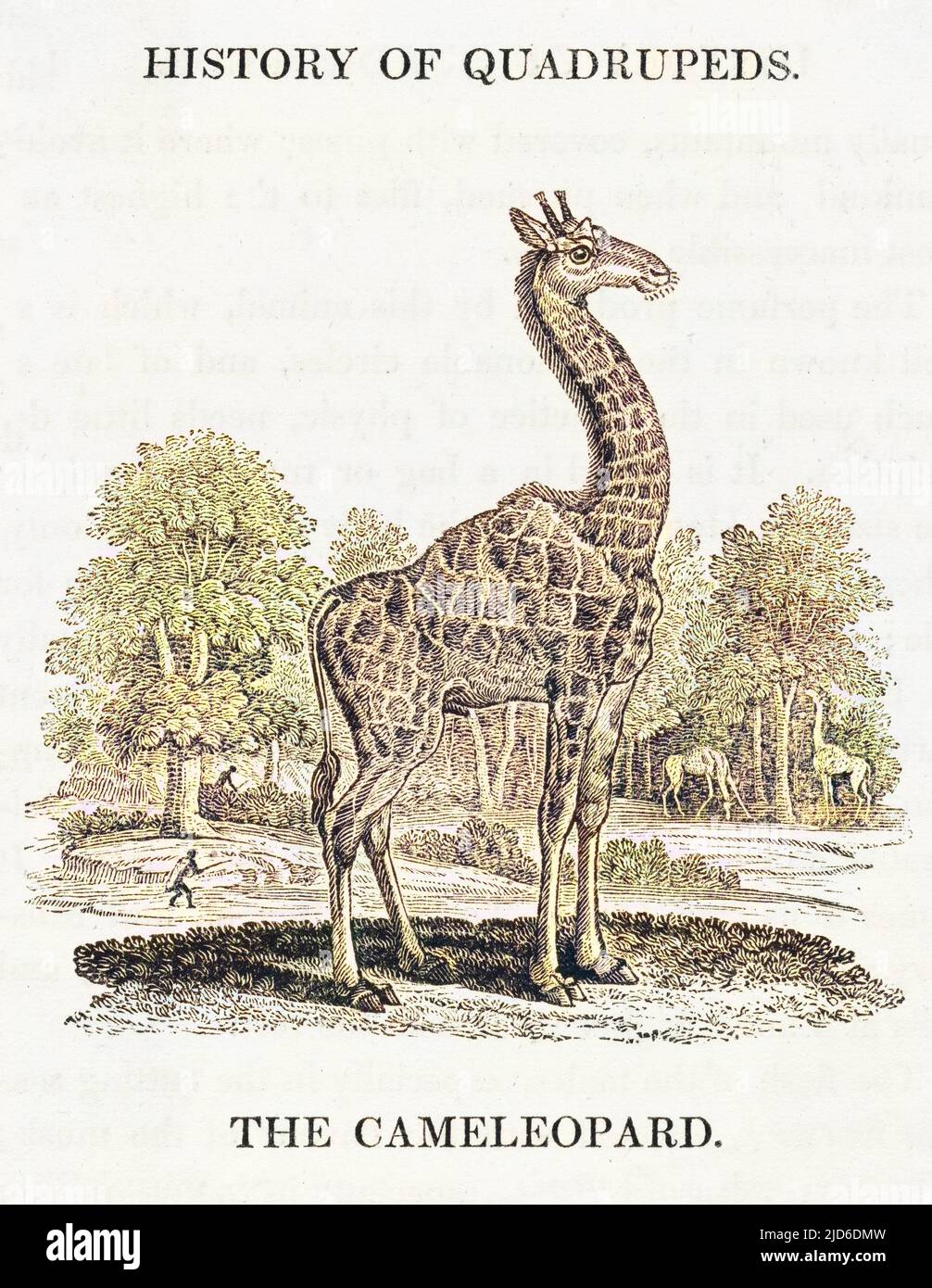 giraffa camelopardalis       'The Cameleopard' as it is known in Bewick's day is the world's tallest animal, standing over 5.5m tall. The okapi is a relative. Colourised version of : 10184723       Date: 1790 Stock Photo