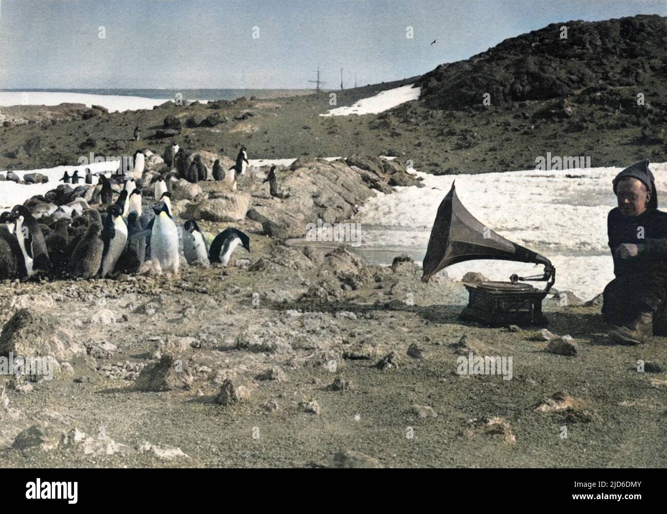 Penguins listening to the gramophone, during the summer. Colourised version of : 10191881       Date: 1908-1909 Stock Photo