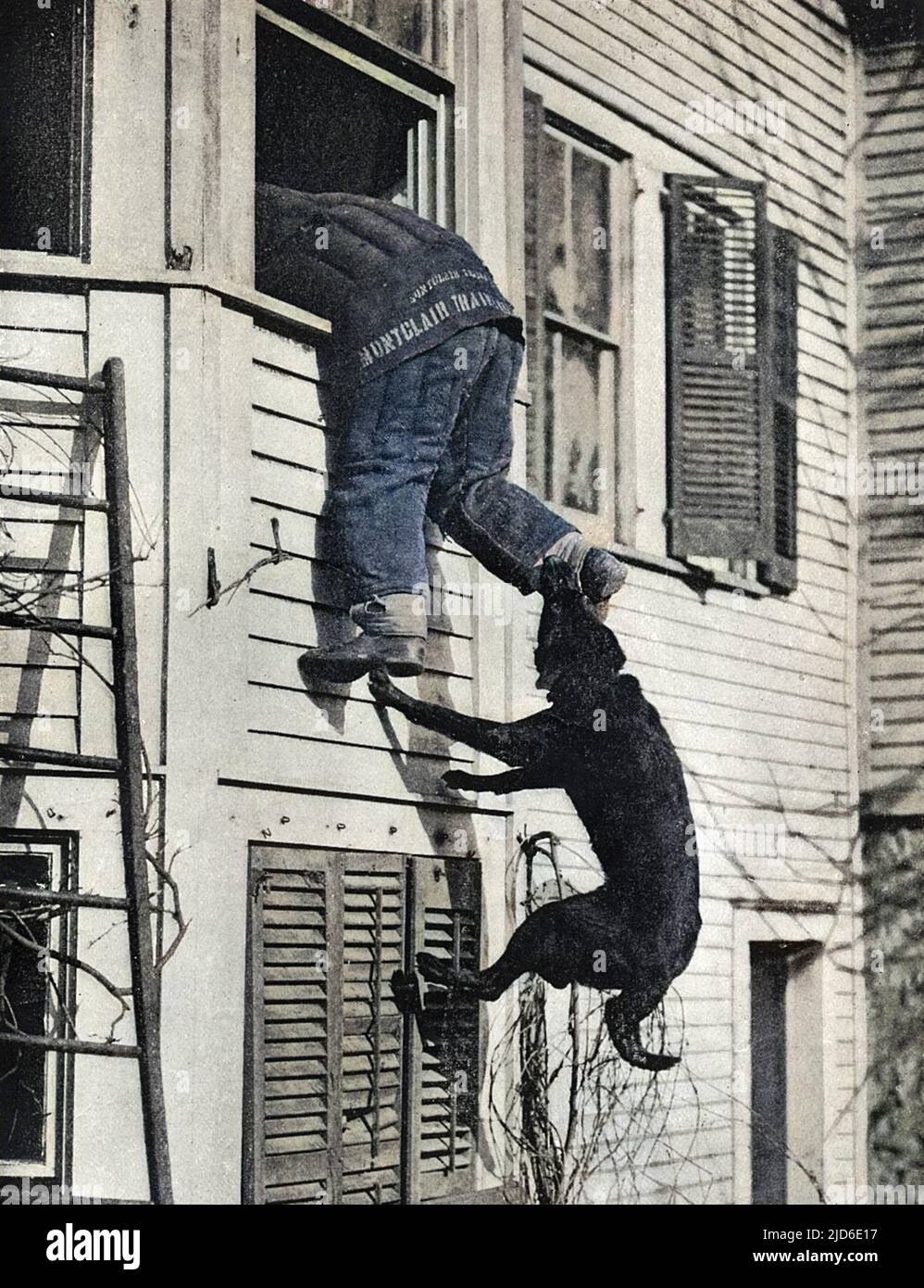 Police dog in action at a training station. The dog leaps to bite the