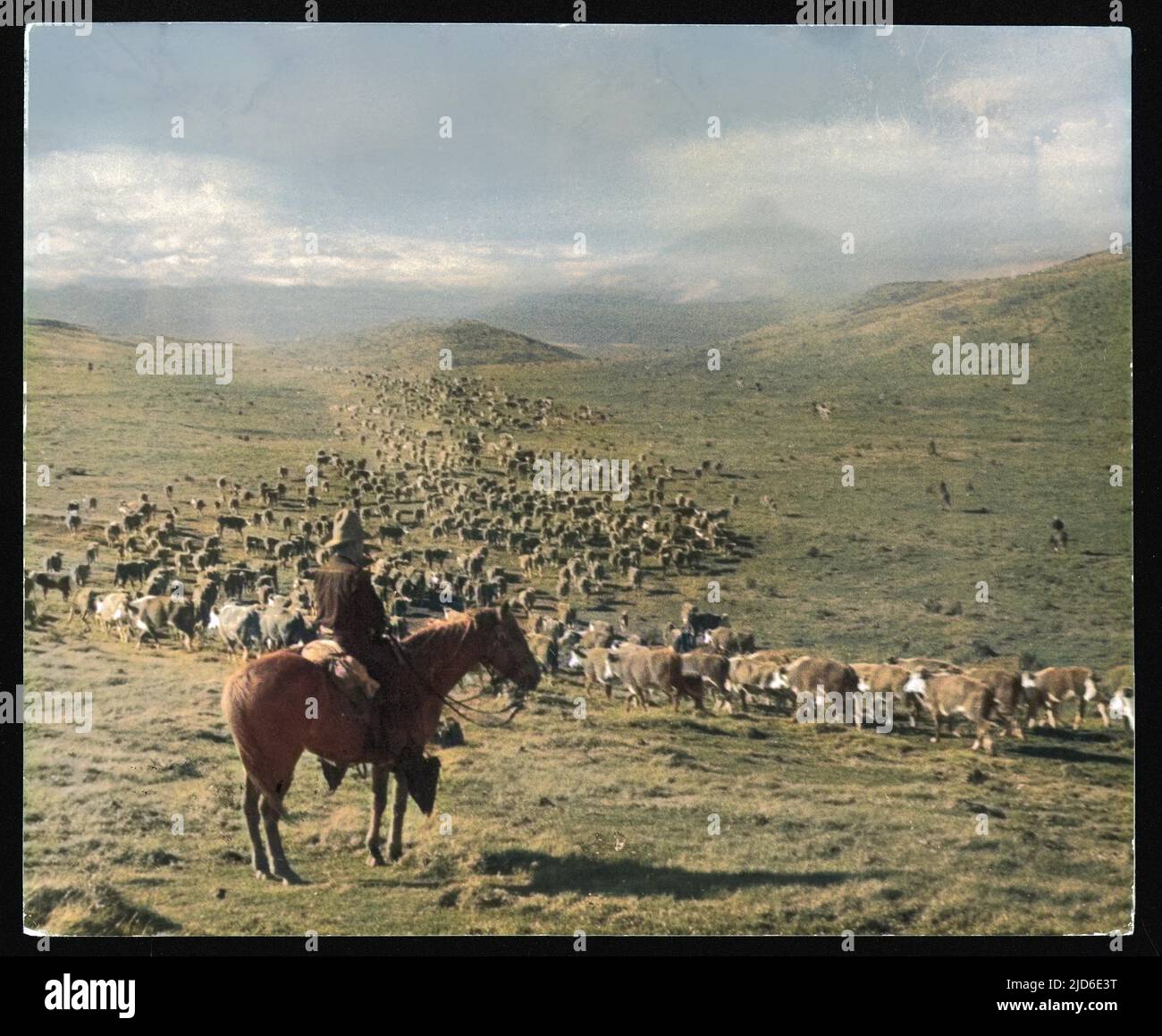 Cattle Ranch In Argentina