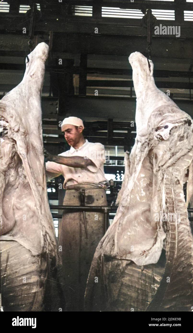 A butcher cuts large meat carcasses in half. Colourised version of