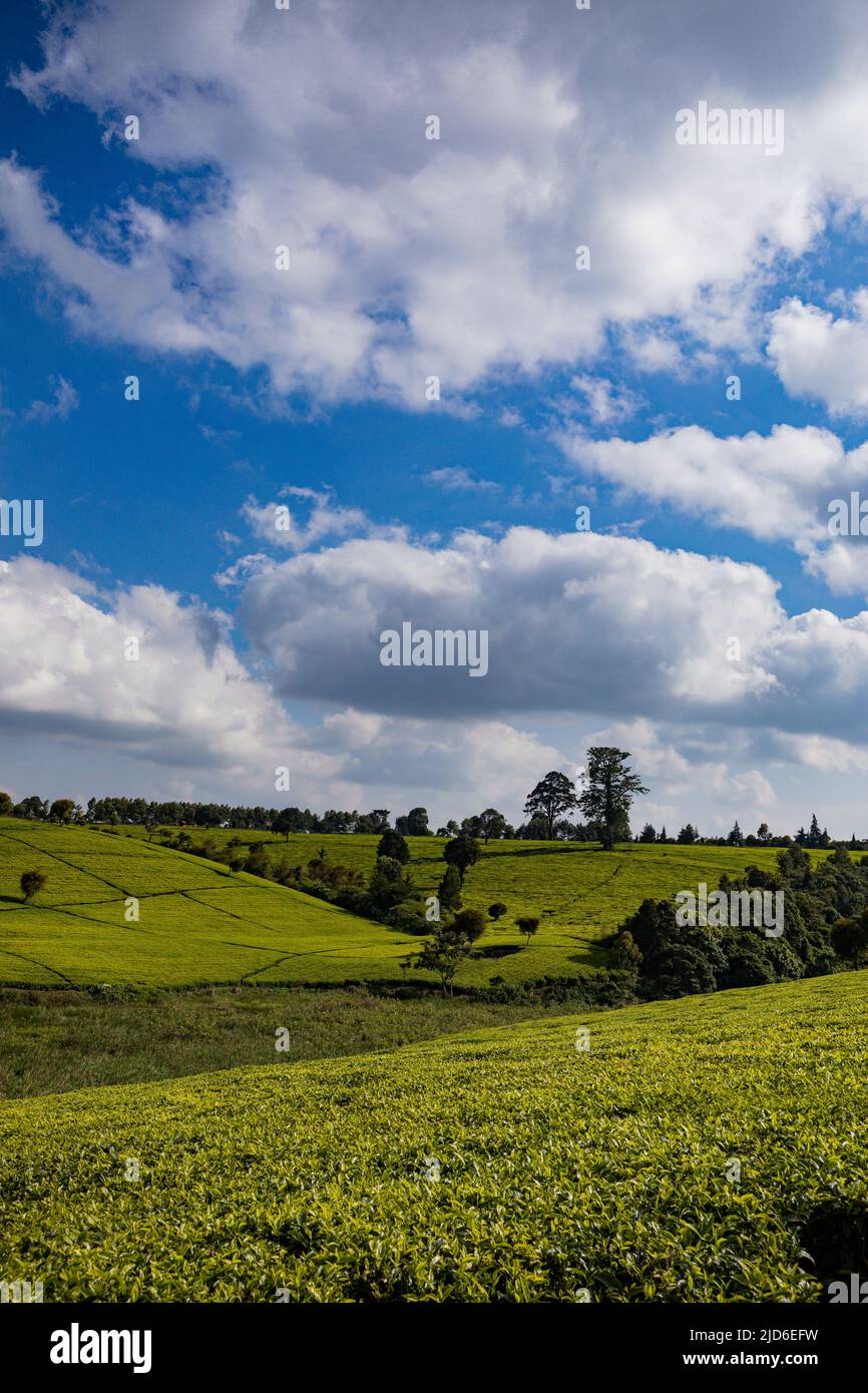 Kiambu County, Kenya East Africa Landscapes, Green Tea Leaves Farm ...