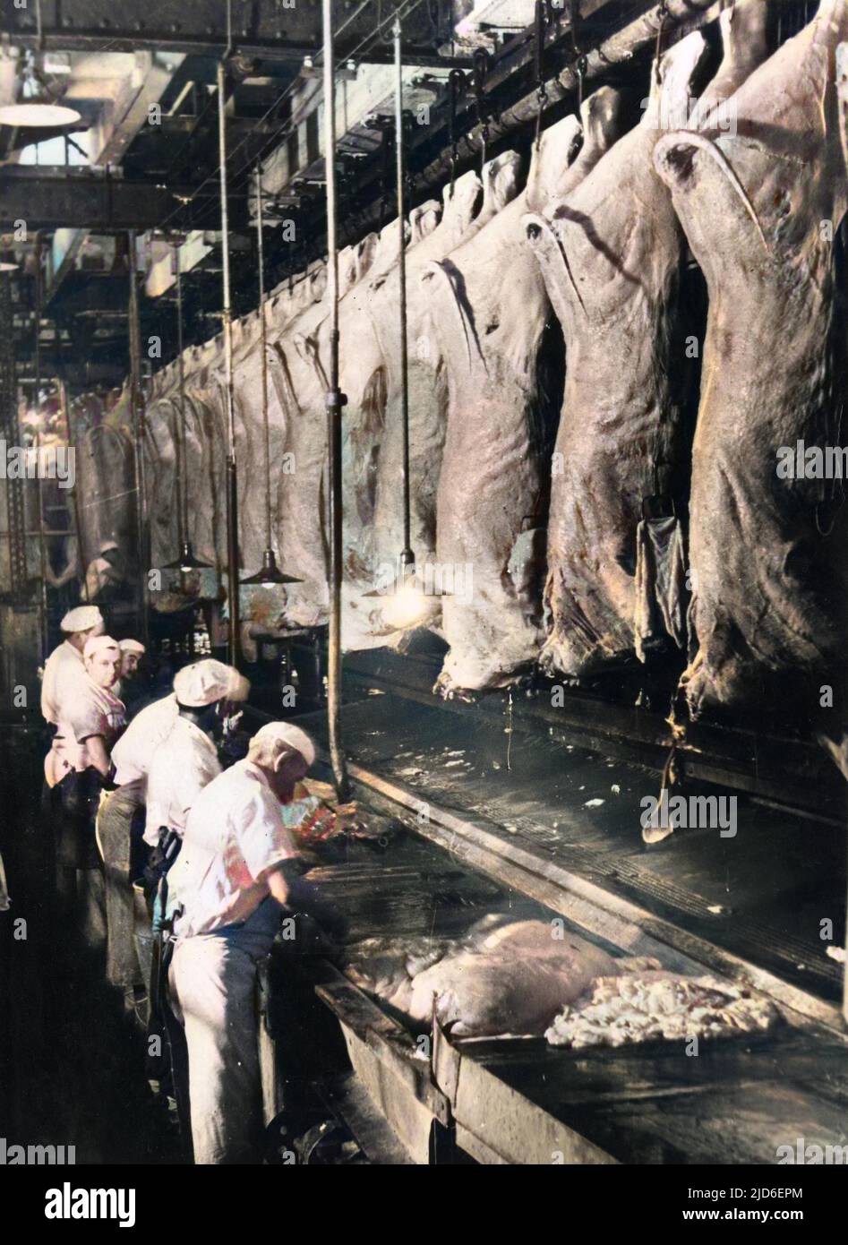 Butchers removing intestines from cattle carcasses, part of the Argentinian meat (beef) production process. Colourised version of : 10157040       Date: 1930s Stock Photo