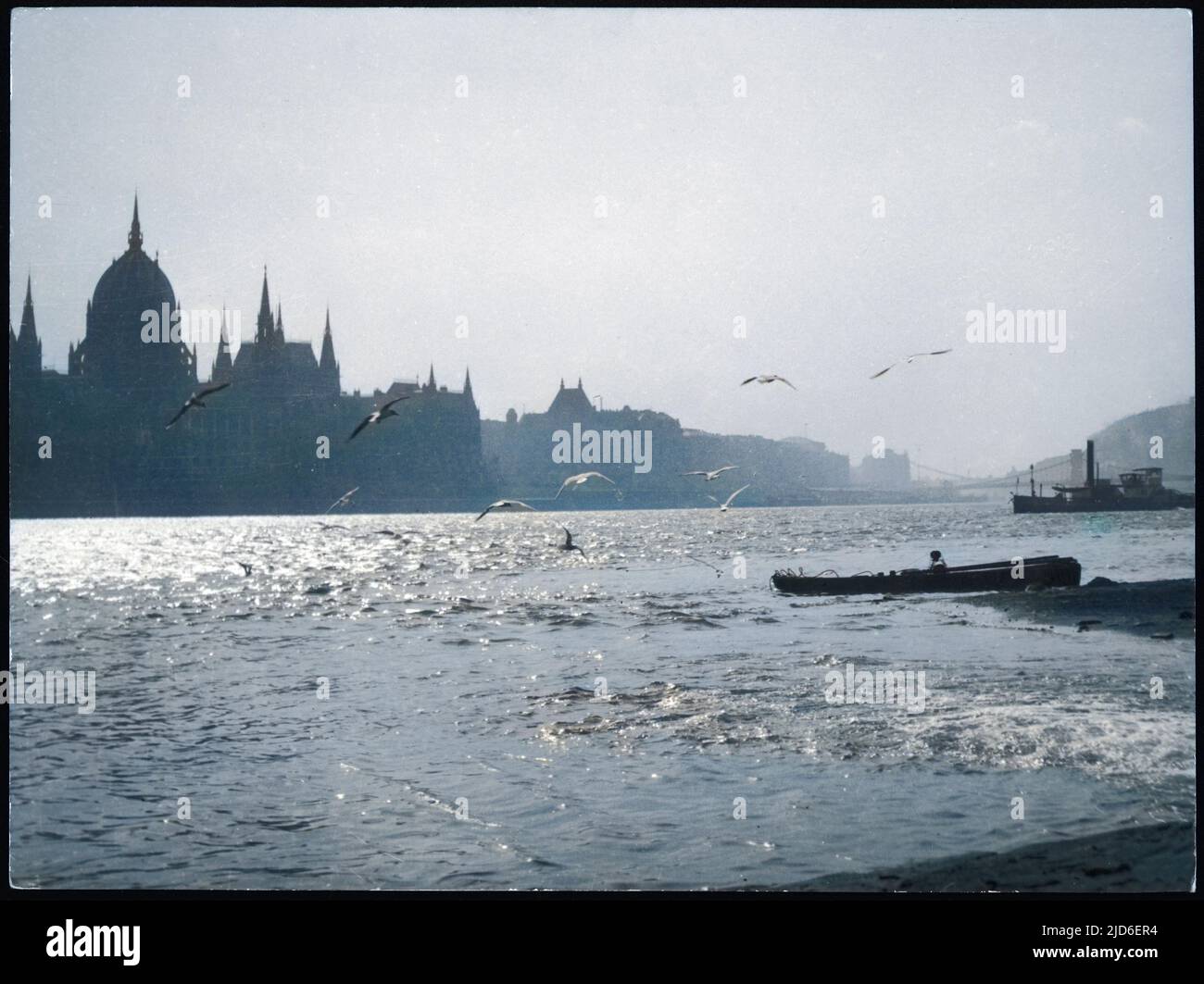 Gulls look for their evening meal over the glistening River Danube at Budapest, Hungary at the end of a fine spring day. Colourised version of : 10158787       Date: 1930s Stock Photo