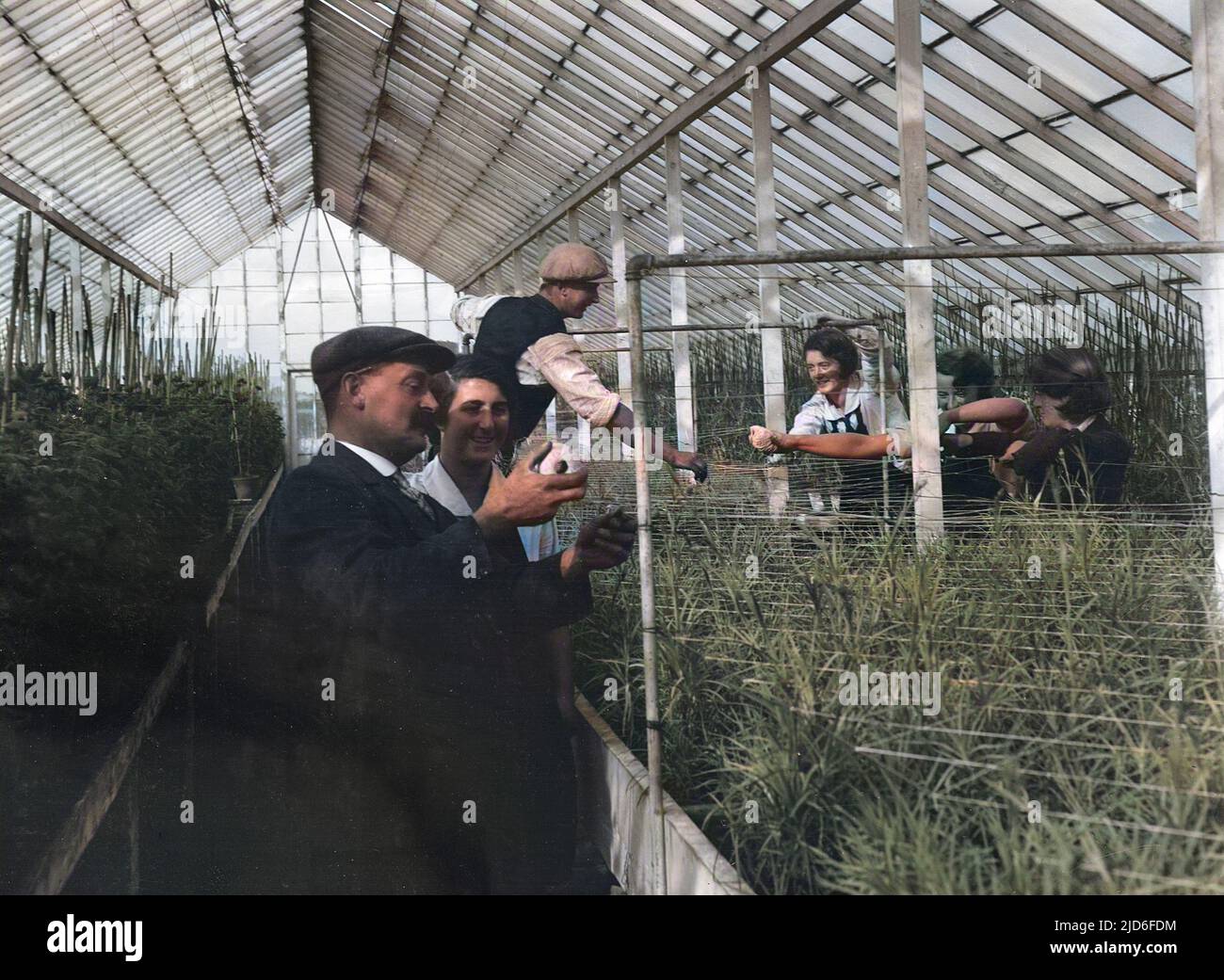 Students learning how to harvest properly in a greenhouse at Swanley Agricultural College, Swanley, Kent, England. Colourised version of : 10164559       Date: early 1930s Stock Photo
